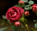 Как пересадить розу