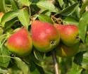 Come piantare una pera