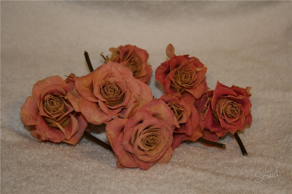 Roses2.