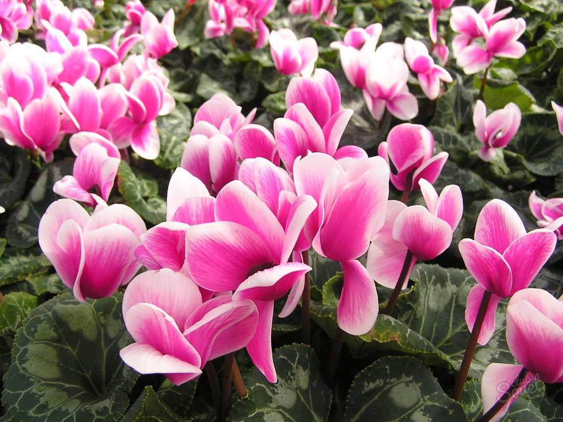 How to care for cyclamen at home