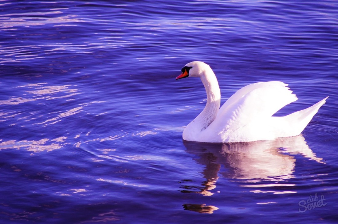 Prečo Dream Swans?