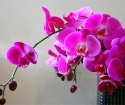 Como sear orquídea