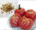 How to collect tomato seeds