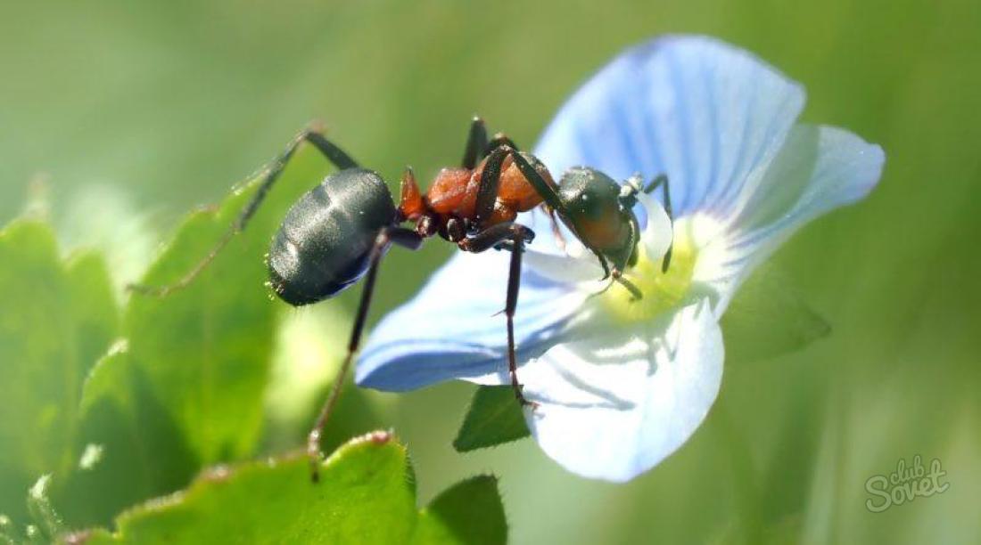 چگونه از مورچه ها در خانه خلاص شویم