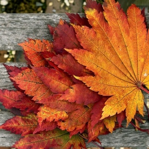Foto, jak vyrobit podzimní listy?