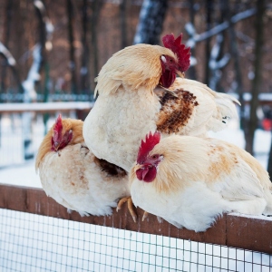 The photo why the chickens do not ride in winter - what to do?