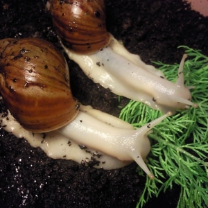 Fotko, čo Feed Snails