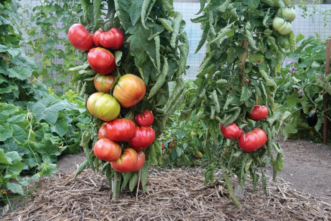 Borsyraansökan för tomat