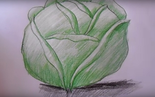 Jak kreslit zelí