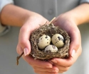 چگونه به خوردن تخم مرغ بلدرچین