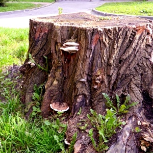 Photo how to remove stump
