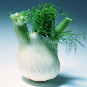 Photo How to grow fennel