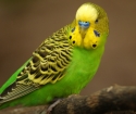 როგორ უნდა tame wavy parrot