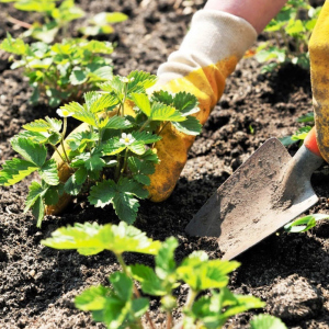Foton hur man förbereder marken för att plantera jordgubbar?