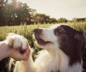 Hogyan kell tanítani egy kutyát, hogy adjon egy mancsát