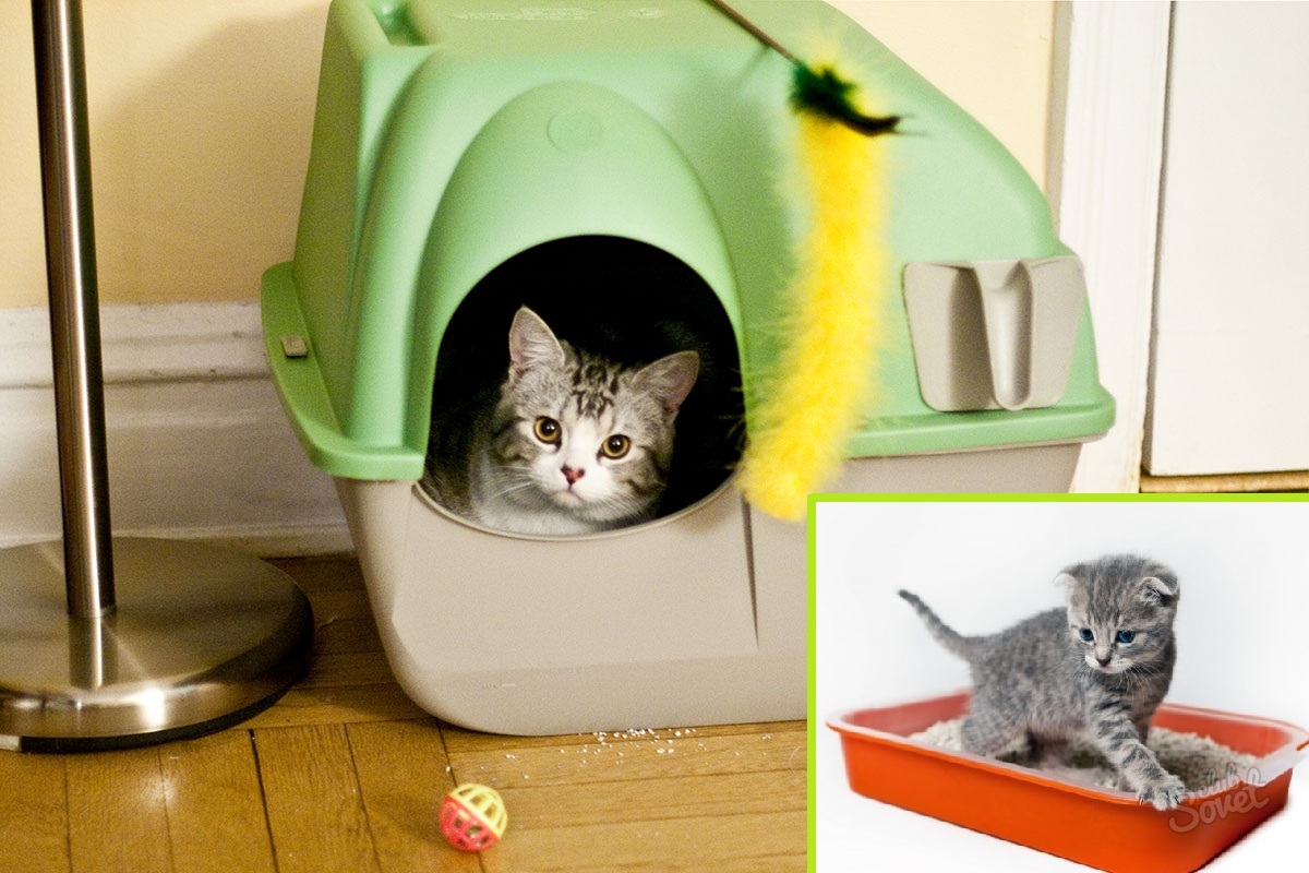 Как приучить котенка к дому. Котик в туалете. Стульчик туалета котов. Пиксельный кошачий туалет. Покажи лотки для котят для котят лотки.