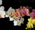Как да водна орхидея