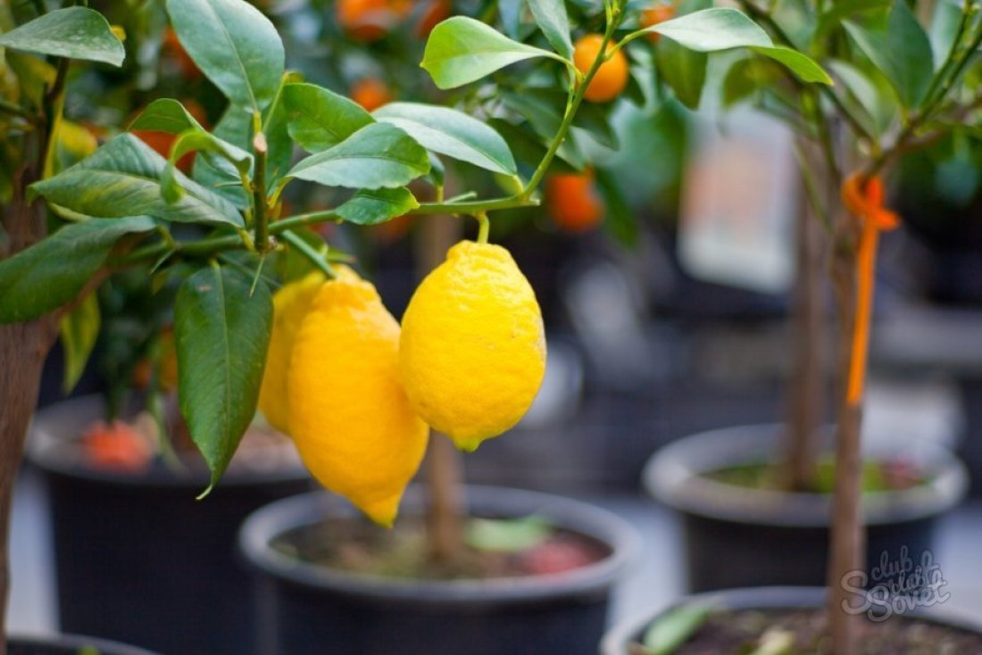 Jak zasadit citron