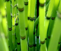 Bambukni qanday parvarish qilish kerak