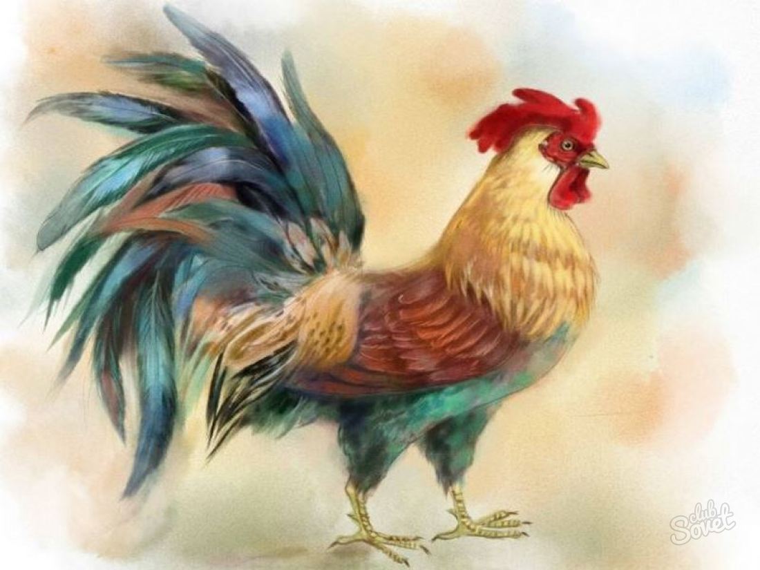 Cara menggambar ayam jantan