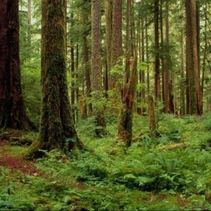 Foto wie sich im Wald verhält