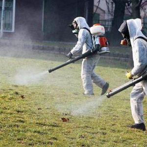 Fotografie Cum se procesează un complot de la țânțari