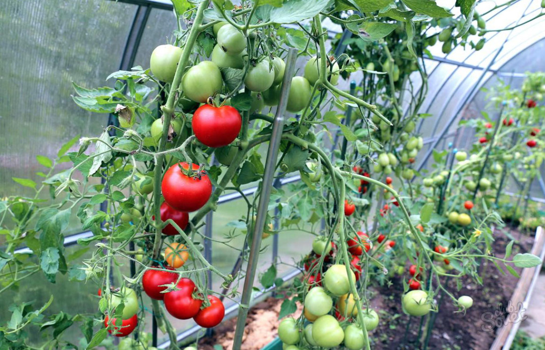 Cum să aibă grijă de tomate în seră