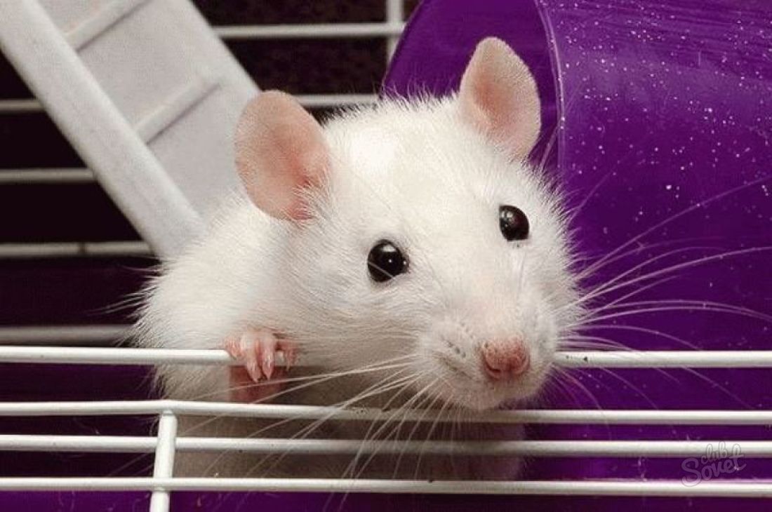 Čo sú biele potkany zastrelené?
