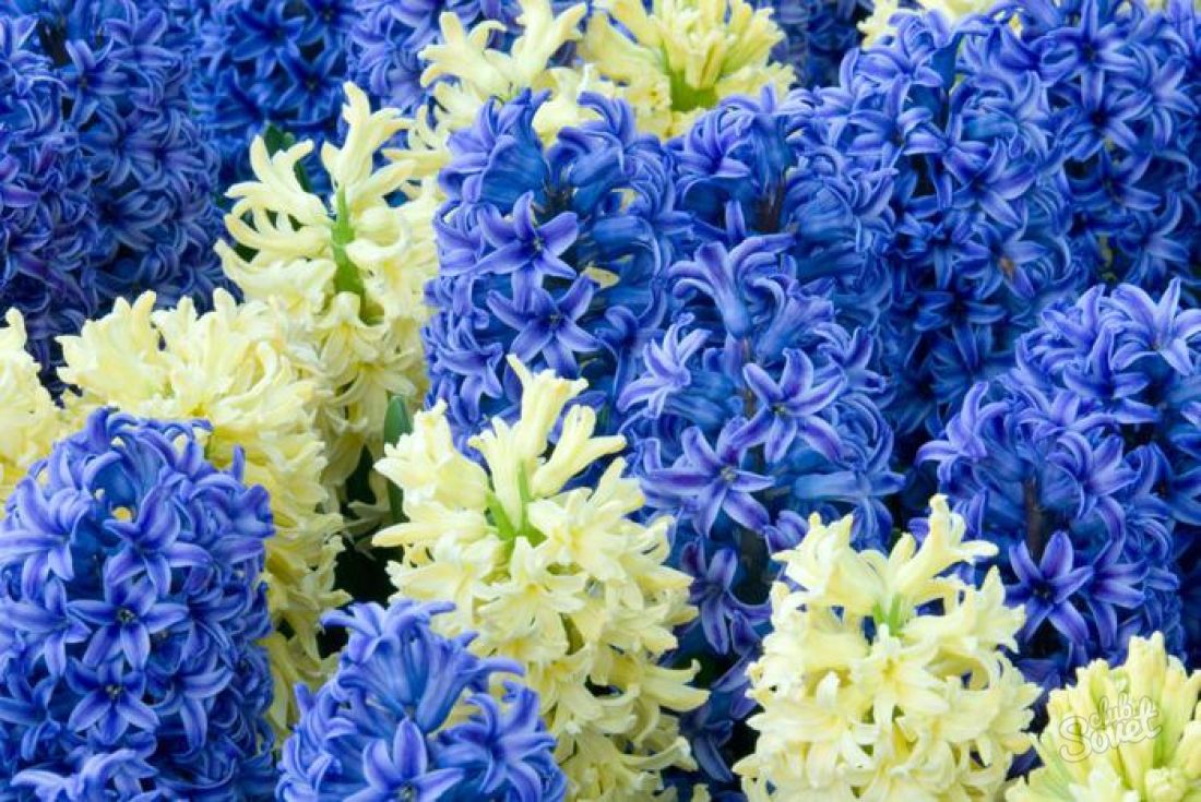როგორ იზრდება hyacinths