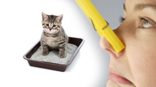 Como se livrar do cheiro de urina de gato