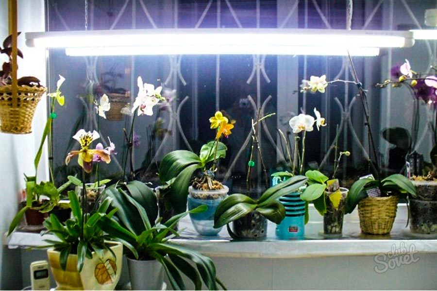 Zvýraznenie-pre-orchidey