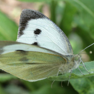 Motýľ obmedzuje belyka, ako sa zbaviť