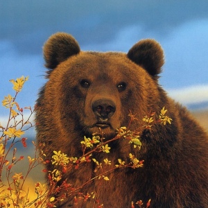 Quantos ursos vivem