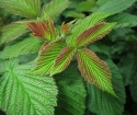 Raspberry leaves: Medical properties