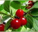 Jak pěstovat cherry