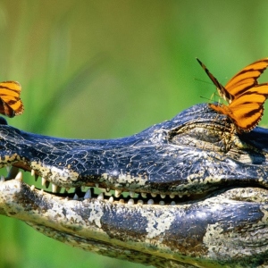 Photo What dream crocodile woman?