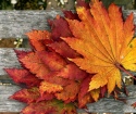 Come rendere le foglie d'autunno?