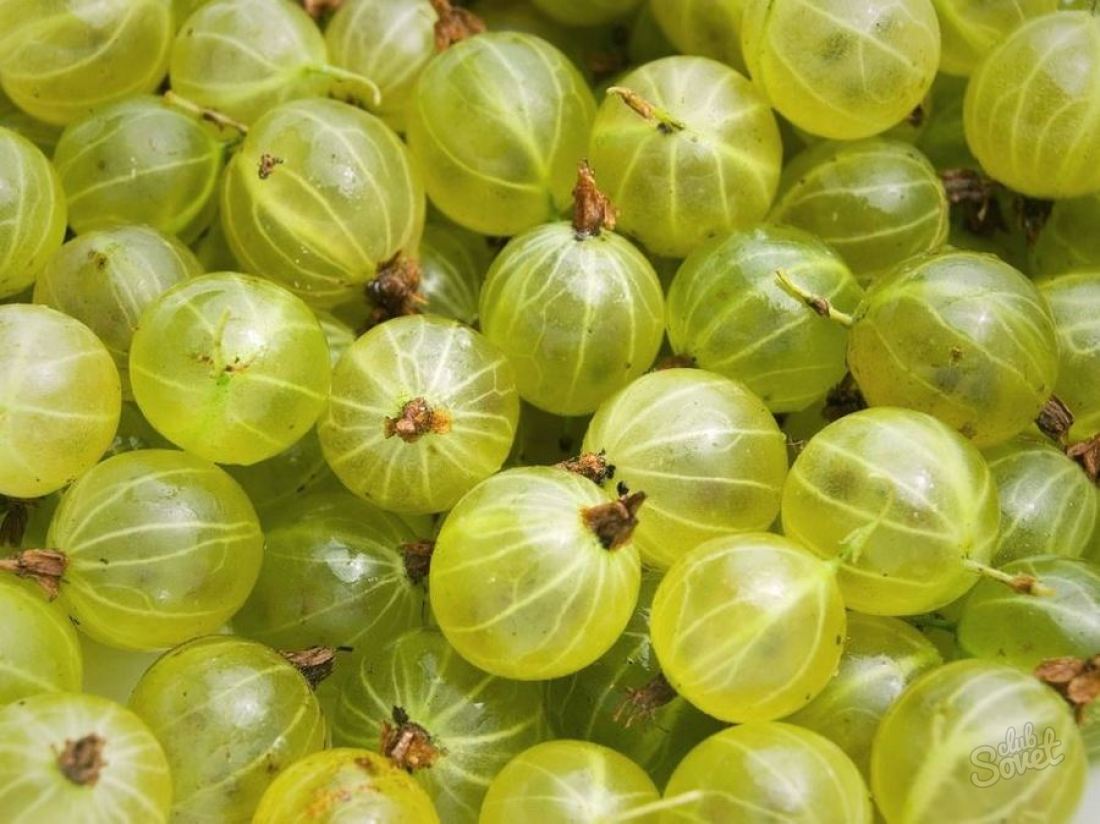 What can be prepared from the gooseberry?