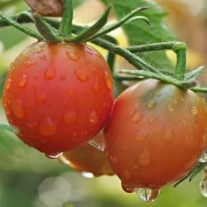 Foto o que tratar tomates de fitofluores