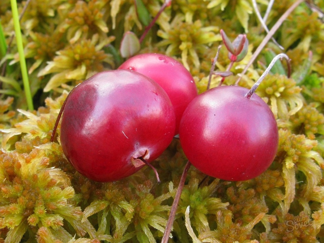 How to grow Cranberry