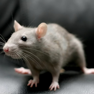 Ce viseaza la șoareci și șobolani