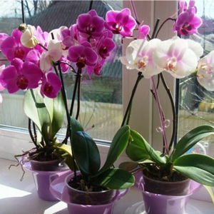 How to make bloom orchid at home
