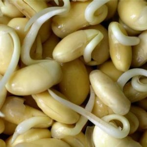 ფოტო როგორ germinate ლობიო თესლი