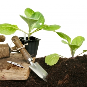 Фото як садити капусту на розсаду