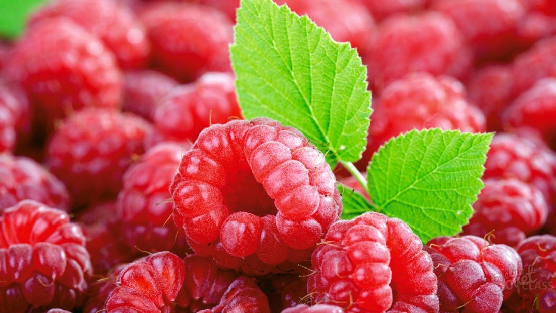 How to care for raspberries