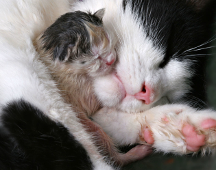 چگونه به هنگام تولد در یک گربه