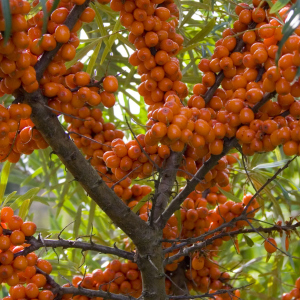 Photo how to plant sea buckthorn