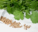 How to grow parsley from seeds