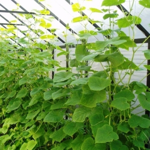 Fénykép Hogyan növekszik az uborka az üvegházban