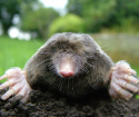 Πώς να απαλλαγείτε από τους Moles στο οικόπεδο του κήπου